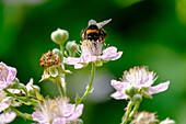 Hummel bestäubt Brombeerblüte im Garten