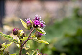 Burdock flower (Arctium) in the garden in London, Great Britain