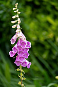Roter Fingerhut (Digitalis purpurea) im Garten