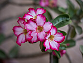 Wüstenrose (Adenium) mit rosa-weißen Blüten