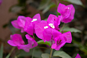 Bougainvillea (Bougainvillea) in bloom in Cairo, Egypt
