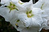 Weiße Stockrose (Alcea) mit Morgentau in Kairo, Ägypten