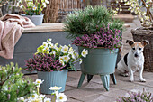 Schwarze Christrose, Berg-Kiefer, winterblühende Heide 'Kramers Rote' in Topf auf Terrasse mit Hund