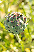Artichoke on the bush