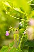 Flowering bean plant in the garden