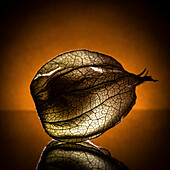 Physalis in transmitted light - macro image