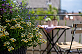 Blühender Balkon mit Elfenspiegel (Nemesia), Spinnenpflanze (Cleome spinosa) und Katzenminze (Nepeta faassenii)