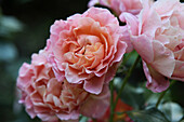 Rosen (Rosa 'Marie Curie') in voller Blüte