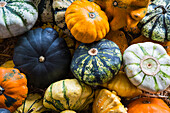 Bunte Zierkürbisse auf Stroh im Herbstgarten arrangiert