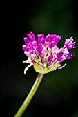 Chives (Allium) with purple flowers
