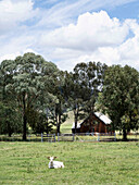 Small wooden barn in a rural landscape with grazing goat