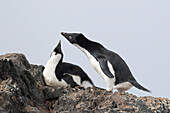 Adelie penguin courtship