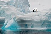 Adelie penguins