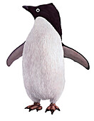 Adelie penguin