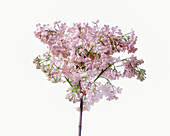 Fliederblüte (Syringa vulgaris) auf weißem Hintergrund