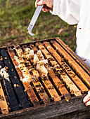 Beekeeper harvests honey
