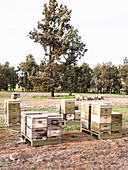 Wooden beehives