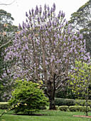 Blühender Blauglockenbaum im Garten von Mount Wilson