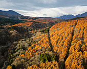 Luftaufnahme einer Straße durch einen Wald von Bäumen mit gelben Blättern, die den Berg Kurohime während der Koyo-Saison umgeben, Nagano, Japan