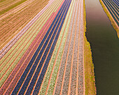 Luftaufnahme eines Tulpenfeldes in Hillegom, Südholland, Niederlande.