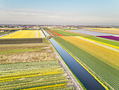 Luftaufnahme der wunderschönen bunten Tulpenfelder in Lisse, Niederlande