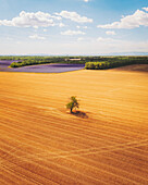 Aerial view of a Lavender Field near Sainte-Croix-du-Verdon, Provence, France.