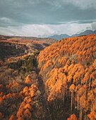 Luftaufnahme einer Straße durch einen Wald von Bäumen mit gelben Blättern, die den Berg Kurohime während der Koyo-Saison umgeben, Nagano, Japan
