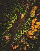 Aerial view of the Swedish Autumn colours, Sweden.