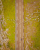 Aerial view of a sheep cattle on the Mountain Road Pass of La Pierre de San Martin, Nouvelle-Aquitaine, France.