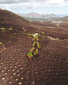 Aerial view of volcanic landscape and vineyard with palm trees and hills in La Geria, Lanzarote, Canary Islands, Spain.