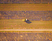 Aerial view of a Lavender Harvest near Moustiers Saintes Maries, Provence, France.