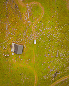 Aerial view of a sheep cattle on the Mountain Road Pass of La Pierre de San Martin, Nouvelle-Aquitaine, France.