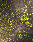 Aerial view of lush green volcanic landscape with trees and a winding road, El Paso, Spain.