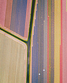 Luftaufnahme eines Tulpenfeldes in Lisse, Südholland, Niederlande.