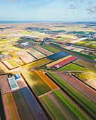 Luftaufnahme eines Tulpenfeldes in Hillegom, Südholland, Niederlande.