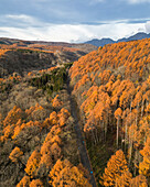 Luftaufnahme einer Straße durch einen Wald von Bäumen mit gelben Blättern, die den Berg Kurohime während der Koyo-Saison umgeben, Nagano, Japan