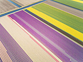 Erstaunliche Luftaufnahme von bunt blühenden Tulpenfeldern in Lisse, Niederlande