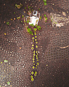 Aerial view of volcanic wine vineyard with ash fields and isolated houses, La Geria, Lanzarote, Canary Islands, Spain.