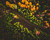 Aerial view of the Swedish Autumn colours, Sweden.