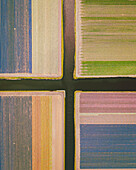 Luftaufnahme eines Tulpenfeldes in Hillegom, Südholland, Niederlande.