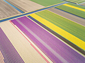 Erstaunliche Luftaufnahme von bunt blühenden Tulpenfeldern in Lisse, Niederlande