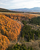 Luftaufnahme einer Straße durch einen Wald von Bäumen mit gelben Blättern, die den Berg Kurohime während der Koyo-Saison umgeben, Nagano, Japan