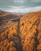 Luftaufnahme einer Straße durch einen Wald von Bäumen mit gelben Blättern, die den Berg Kurohime während der Koyo-Saison umgeben, Nagano, Japan