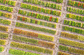 Luftaufnahme von Reihen wunderschöner Zwiebelblumen in Tulpenfeldern in Lisse, Niederlande