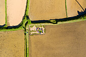 Aerial View Of women harvesting in Rice Fields in Bali, Indonesia