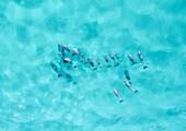 Drohnenaufnahme einer Delfinschar, die in der Nähe von Point Lookout auf der Insel North Stradbroke in der Nähe von Brisbane in Queensland, Australien, schwimmt. Die Insel wird auch Straddie oder Minjerribah (Name der Aborigines) genannt.