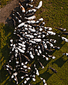 Aerial view of grazing friesian cattle in a lush green meadow with a fence, Pingjum, Netherlands.