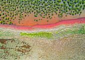 Drohnenaufnahme der Thornlands-Mangroven in der Moreton Bay in der Nähe von Brisbane, Australien.