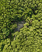 Aerial view of a footpath crossing a forest with pond, Rio Lagartos, Yucatan, Mexico.