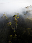 Aerial view of sunrise rays shining through foggy trees in forest of Western Tasmania, Australia